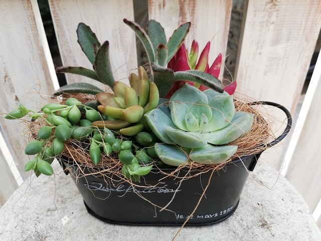 ガーデニングの季節<br />
多肉寄せ植えワークショップ